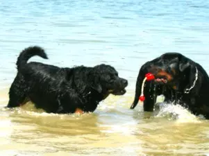 Hunde im Wasser